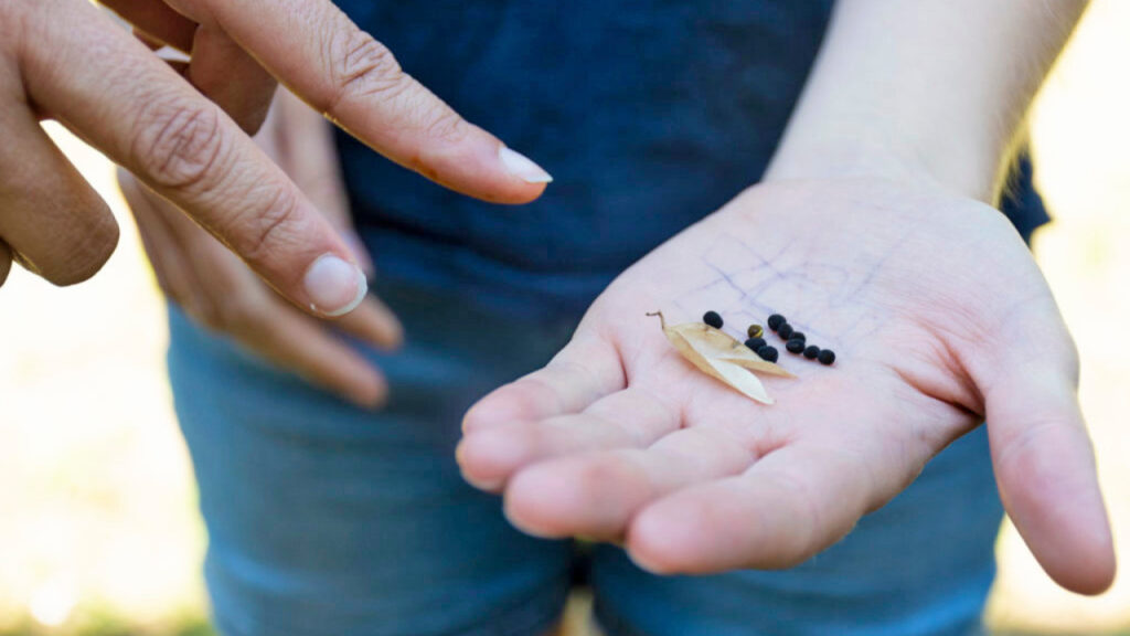 A hand holding harvested seeds, with other fingers pointing at the seeds.