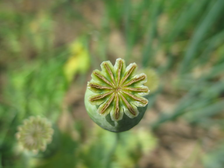 A zoomed-in image of a plant bud, in the shape of a circle with lines in the shape of a * symbol stemming from the middle.