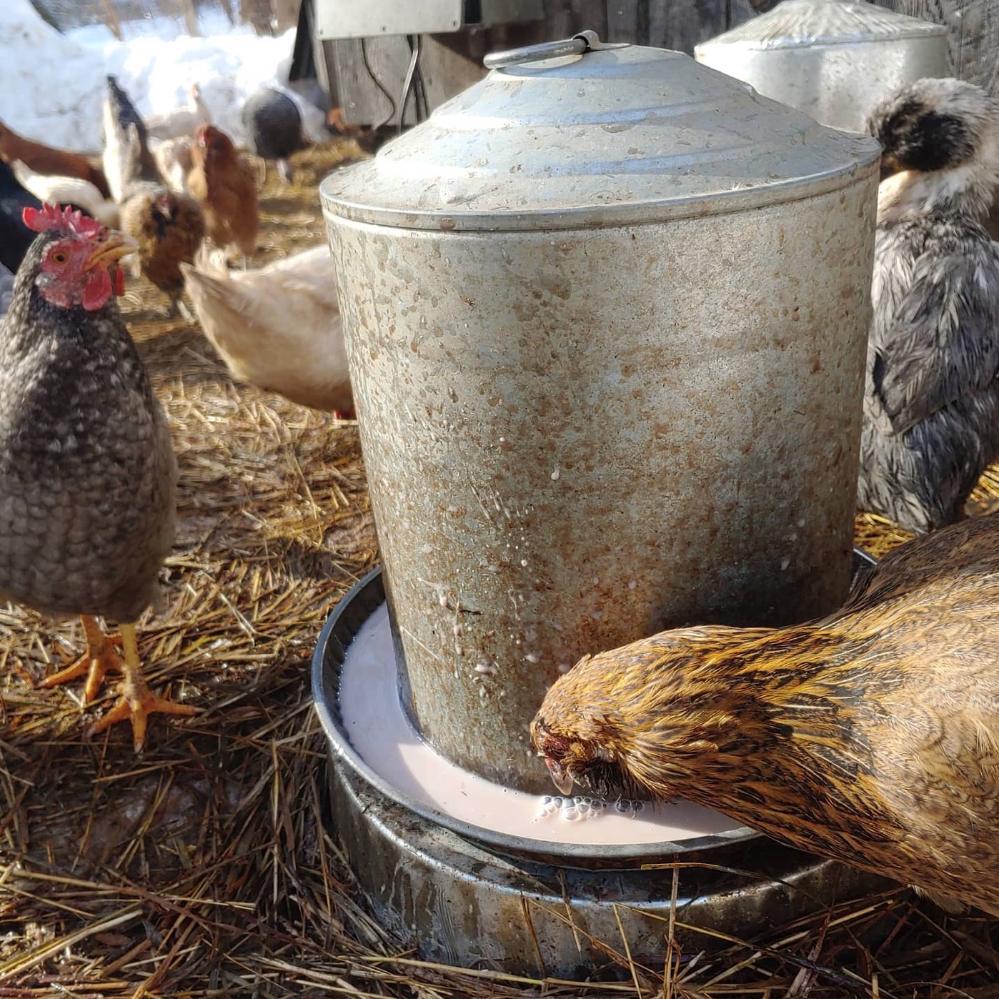 Upcycling Food Scraps with Compost and Chickens - The Sanctuary For ...