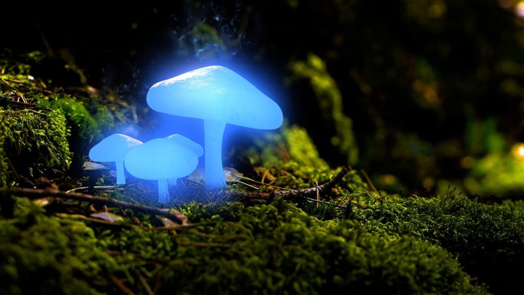 Blue glowing mushrooms in a dark mossy forest