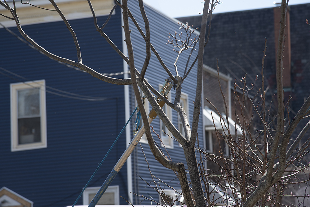 An action shot of a tree being trimmed.