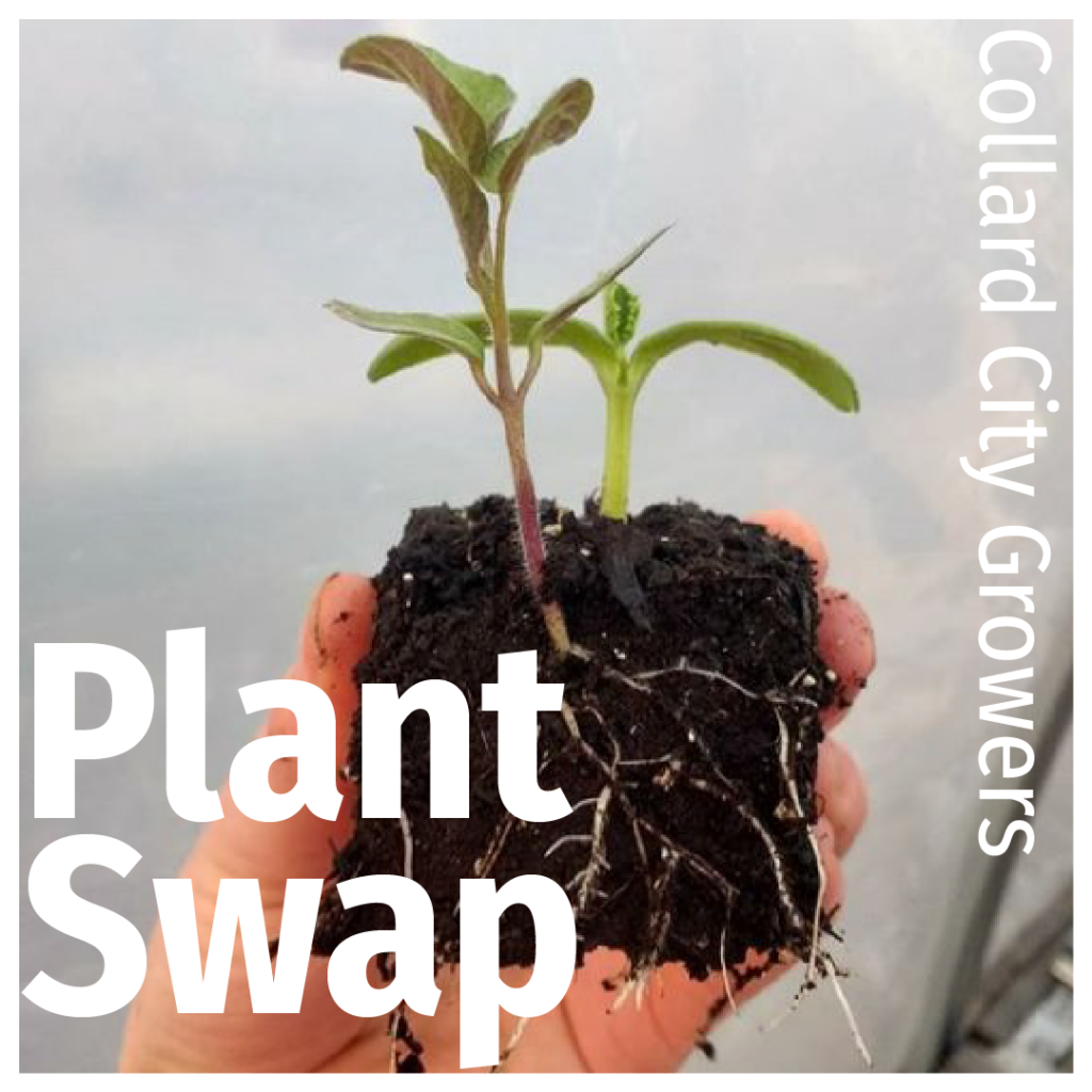 "plant swap" and "collard city growers" is written in white over a photo of a hand holding a seeding in soil