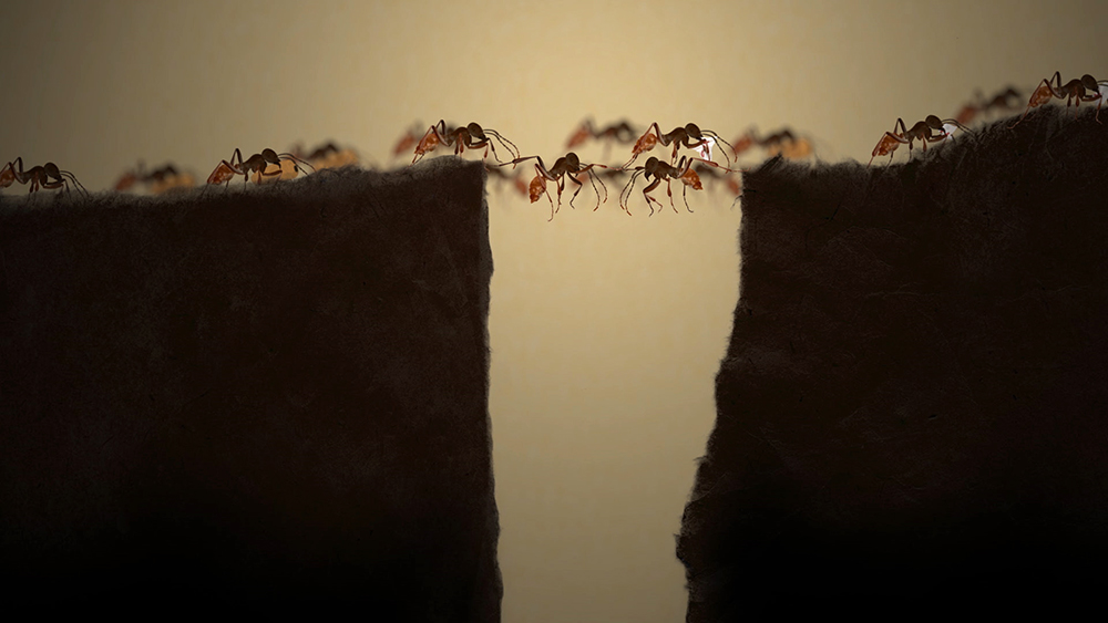 An art piece featuring a colony of ants using each other to bridge across a gap.
