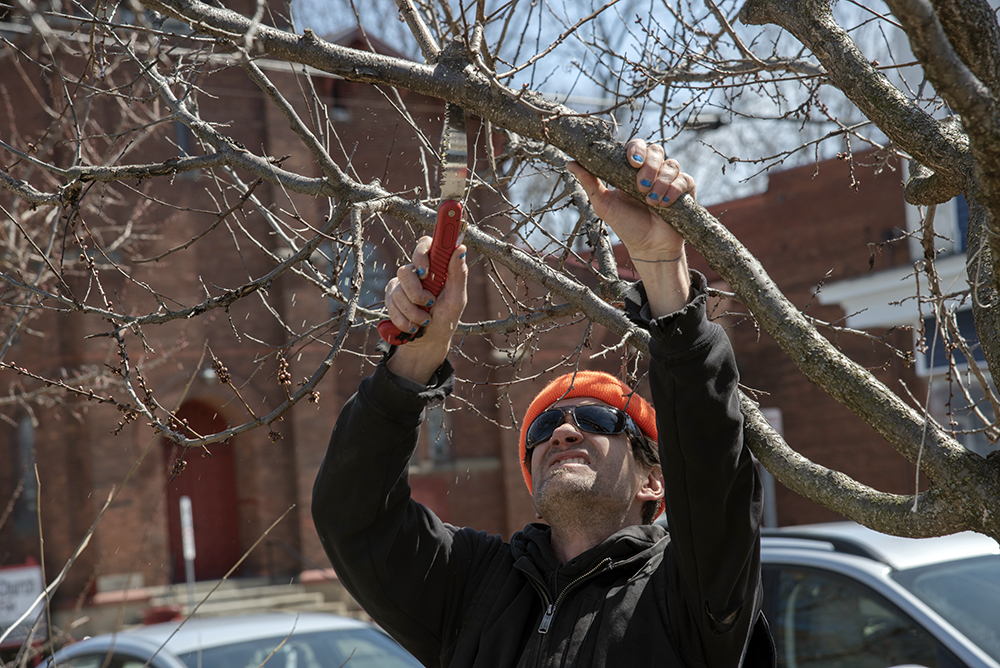 An action shot of a tree being trimmed.