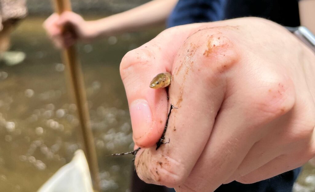 A light-skinned hand holds a small eel, whose head pokes out between the thumb and forefinger. 