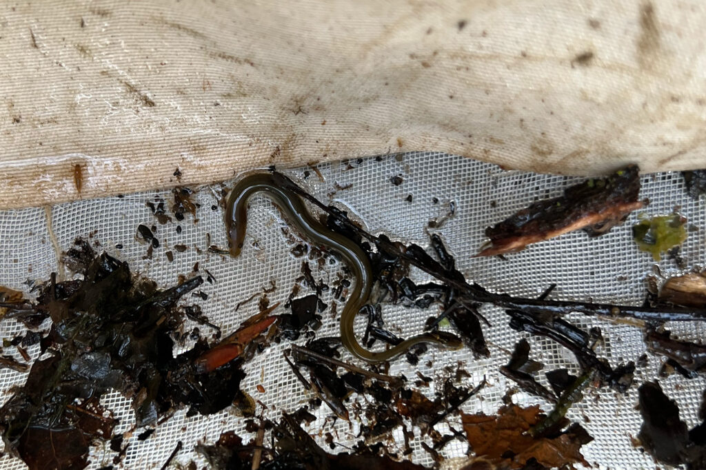 A net holds a small American eel and various aquatic debris.