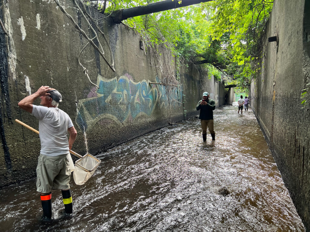 Doug Reed, holding a net, wades in a large concrete chute with ankle-deep water. Several Water Justice Lab youth fellows follow behind him.