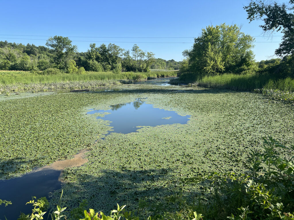 A pond at the Papscanee Island nature preserve is flanked with reedy plants. There are trees on the shoreline and in the distance. 