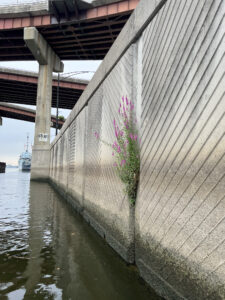 A high concrete wall forms the edge of the Hudson River under several bridges. Purple loosestrife grows out of a fissure in the wall and a ship looms in the background. 