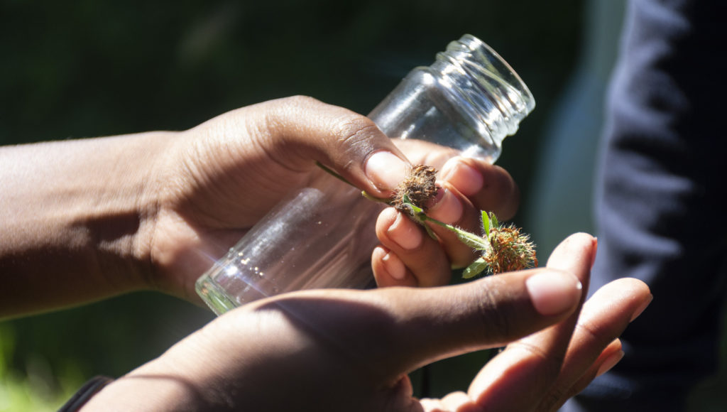 Image of two hands (dark-skinned) holding a glass vial and a seed that is beginning to sprout with a blurred background.