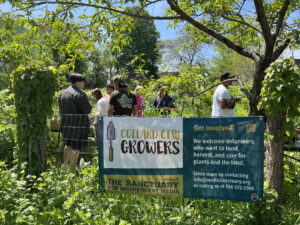 A group of people work in the Collard City Growers garden on a clear day. There is a Collard City Growers banner on the fence. 