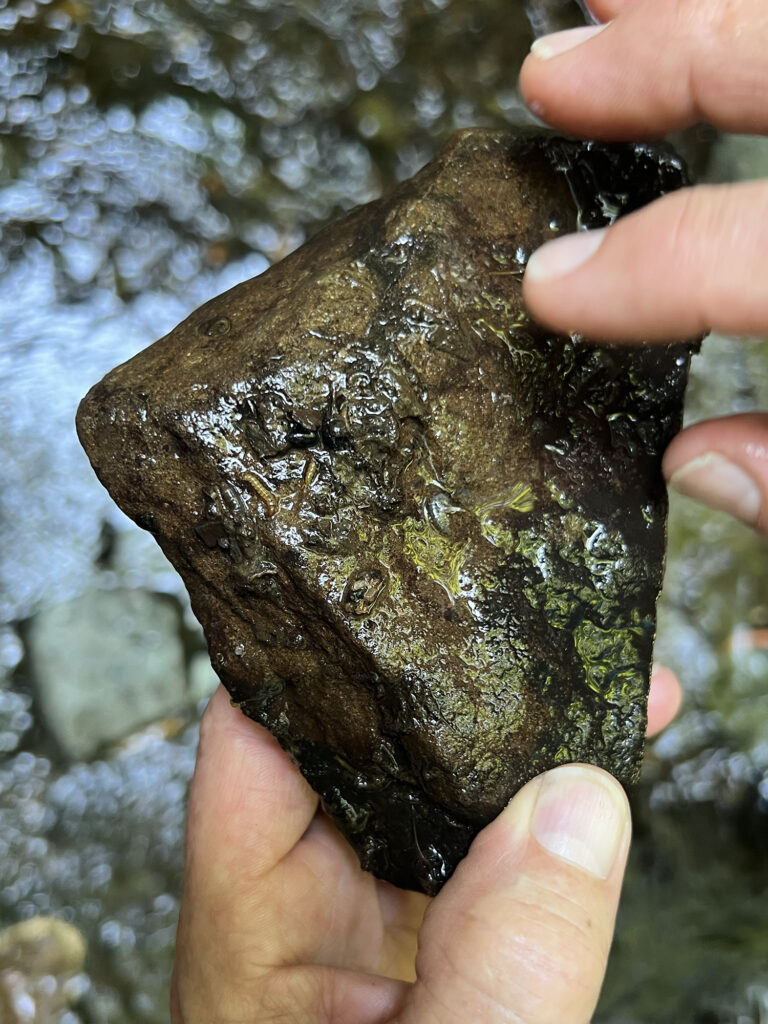Two light-skinned hands hold a wet, roughly triangular stone. The bottom of the rock appears to have algae and a few small worms on it. 