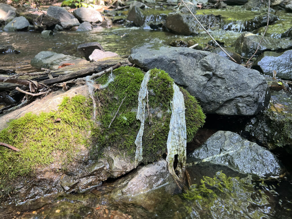 A whitish, torn piece of material is strewn over a mossy rock at the edge of a stream. 