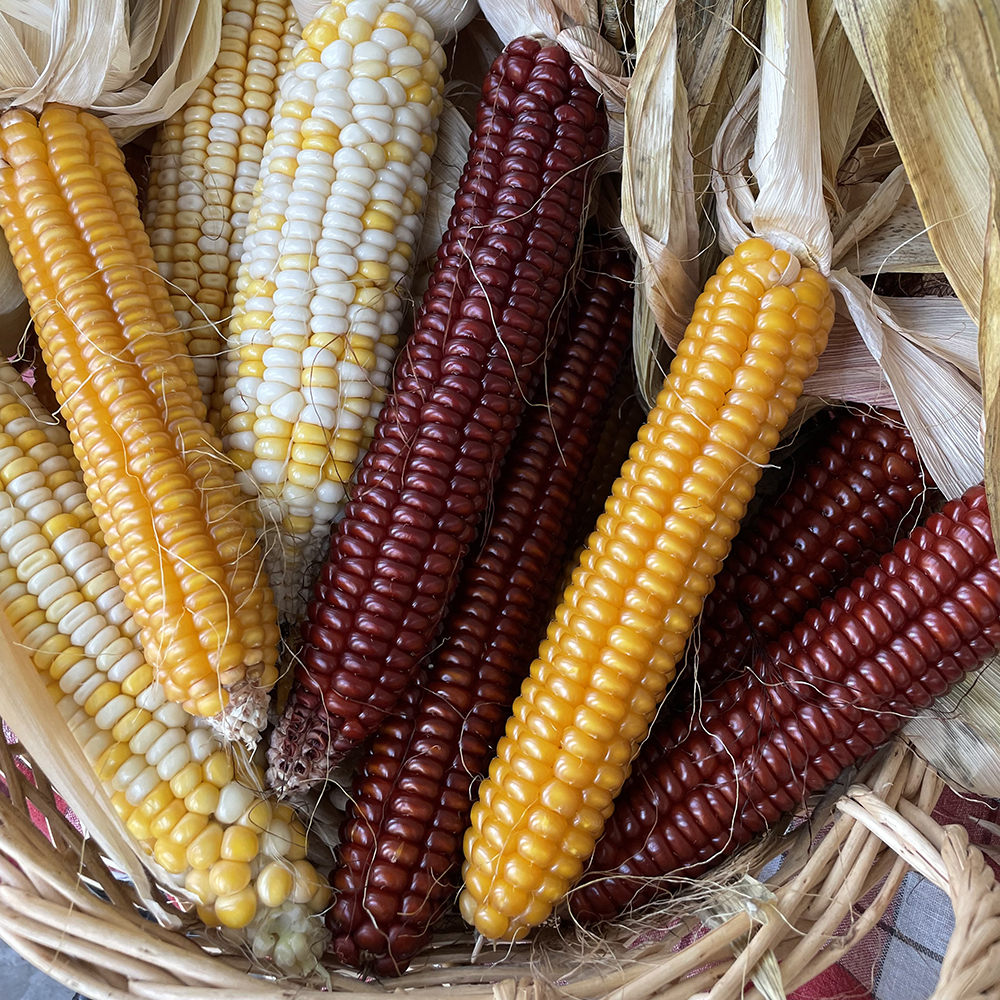 dried corn in a baset. The corn kernels are dark red, yellow, and yellow and white.