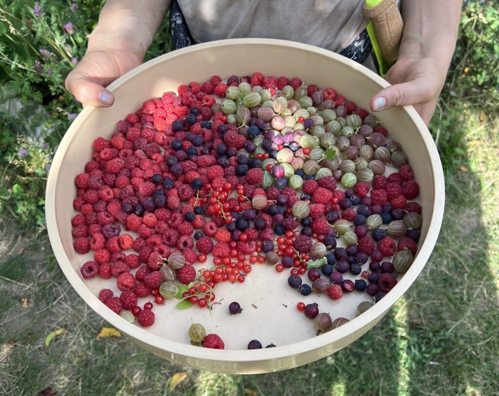 light-skinned hands hold a low wooden basket/bowl filled with multicolored berries in shades or red, purple, green.