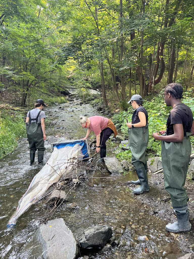 A woman in a pink shirt collects samples from a stream using a large, elongated net as three Sanctuary youth fellows look on. 