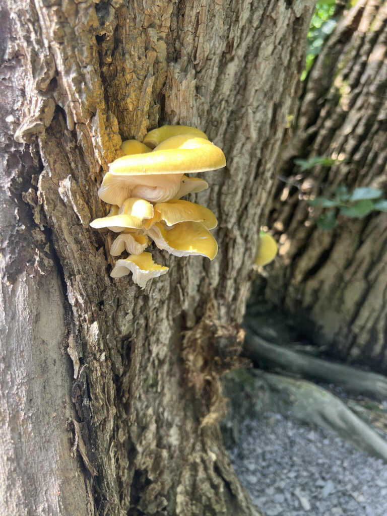 light yellow oyster mushrooms catch the sunlight as they burst out of the wrinkled bark of a cottonwood tree. 