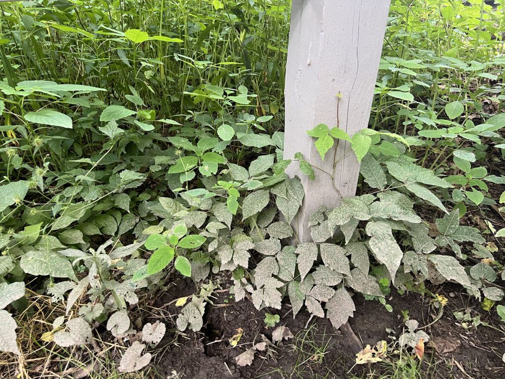 different shapes of green leaves layered over one another cluster around a gray fence post. Some are the characteristic "leaves of three" cluster poison ivy is known for.