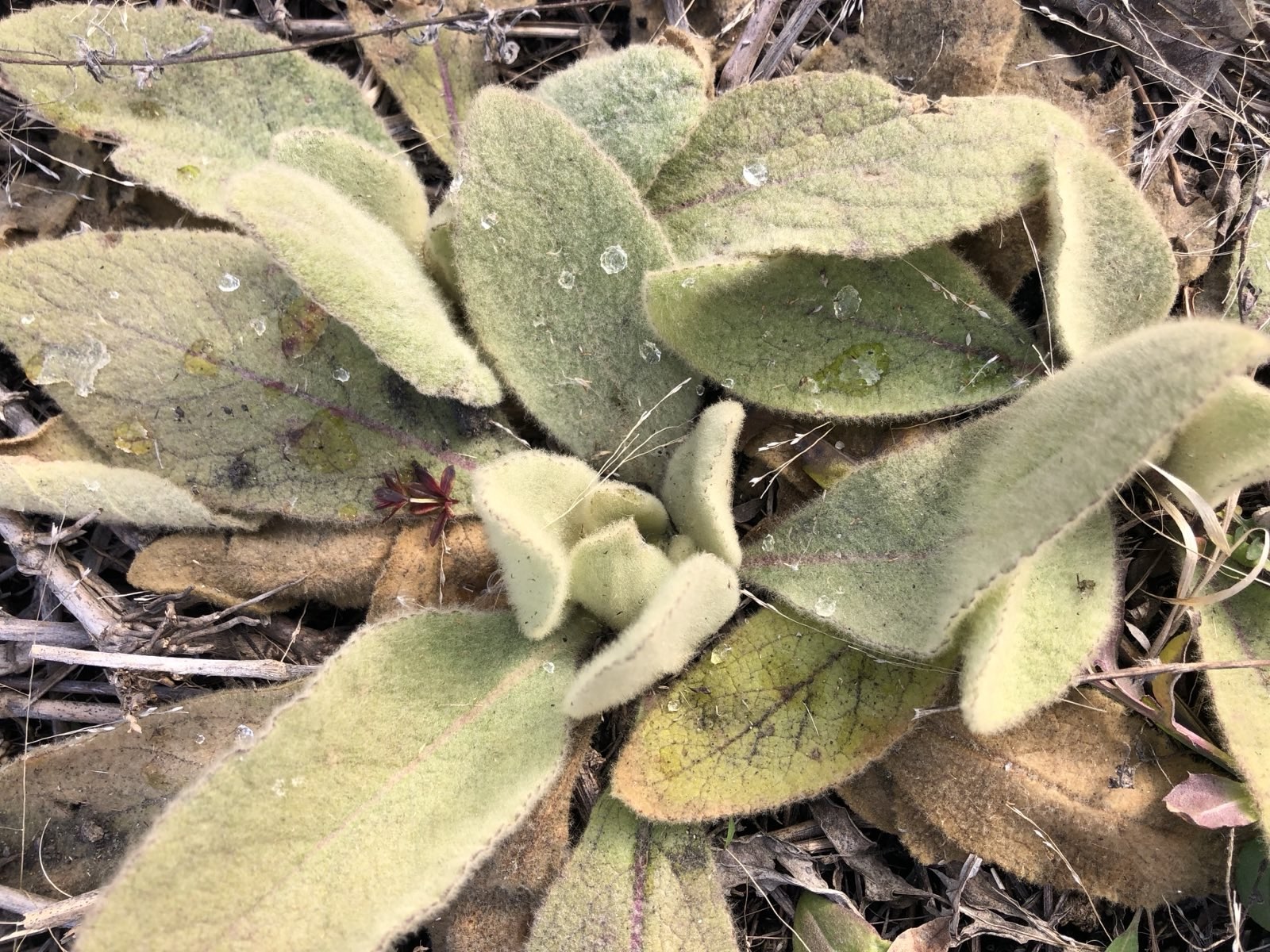 a photo of mullin, short soft leaves on the ground