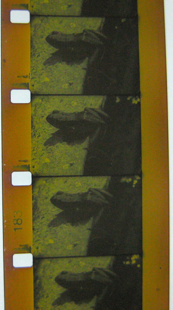 A 16mm film from Le Ratoire. Four film frames are showing a frog with a green tint
