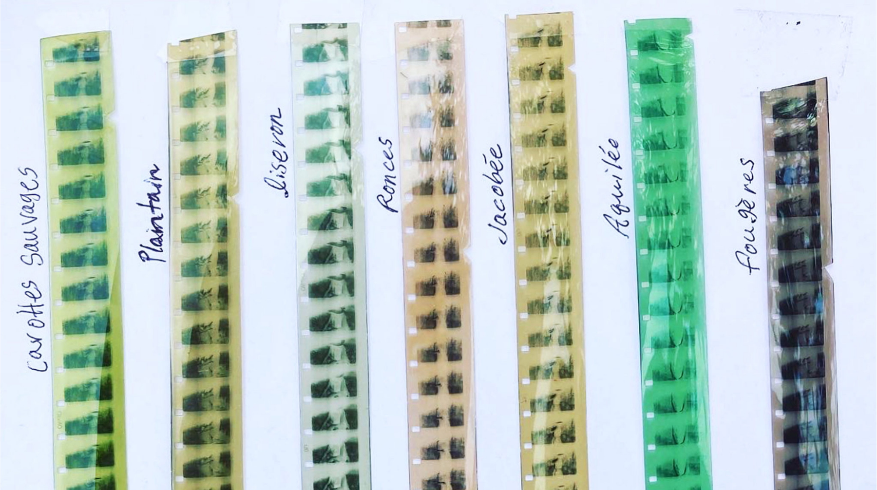 seven 16mm film strips are laid side-by-side. each strip has a different tint from plants during development