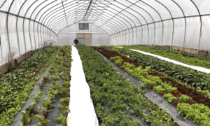 Interior of a green house with neat rows of greens at Sprouting Heart Farm