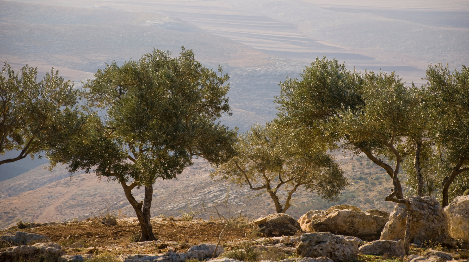 a row of olive trees overlooking a vast landscape